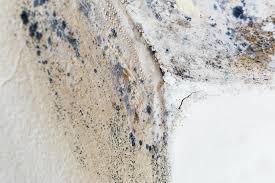 Best Emergency Mold Remediation  in Wilberforce, OH